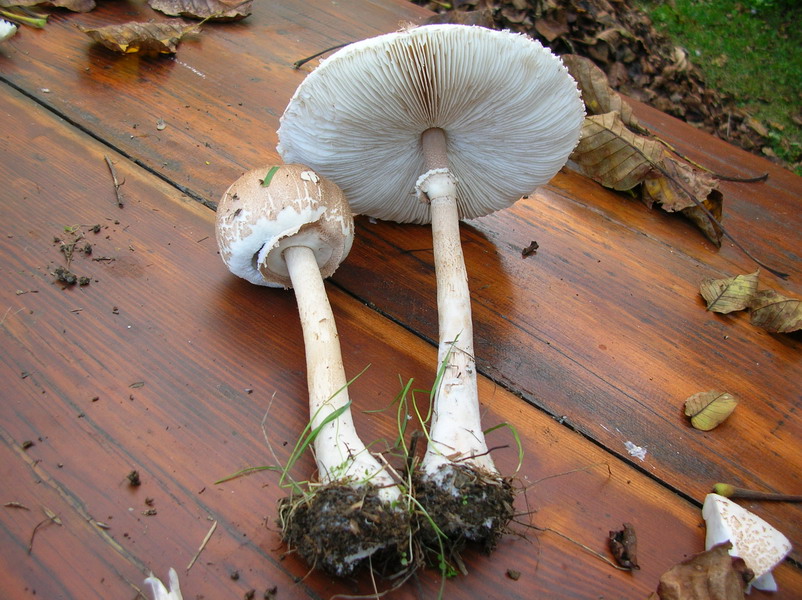 .2 soggetti da determinare